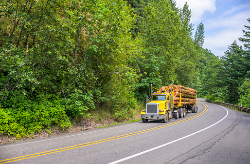 Big rig yellow classic semi truck with vertical exhaust pipes transporting tree logs on flat bed semi trailer running on the winding forest road in Columbia Gorge National Scenic Area