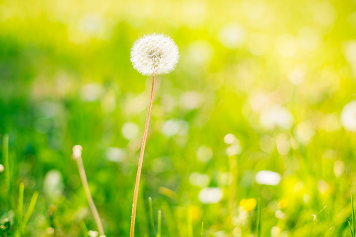 A close-up view of dandelion.