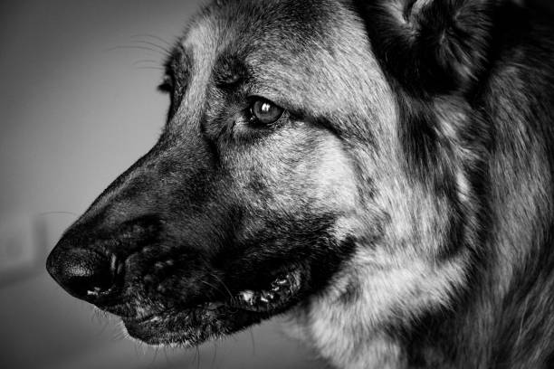 istock Portrait of a German Shepherd 1255105369