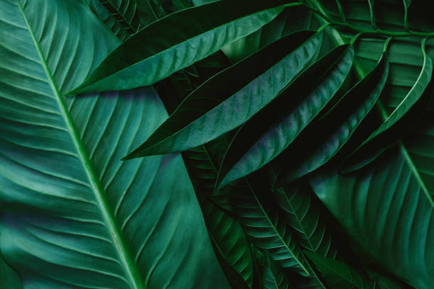 istock abstract green leaf texture, nature background, tropical leaf 1255105424
