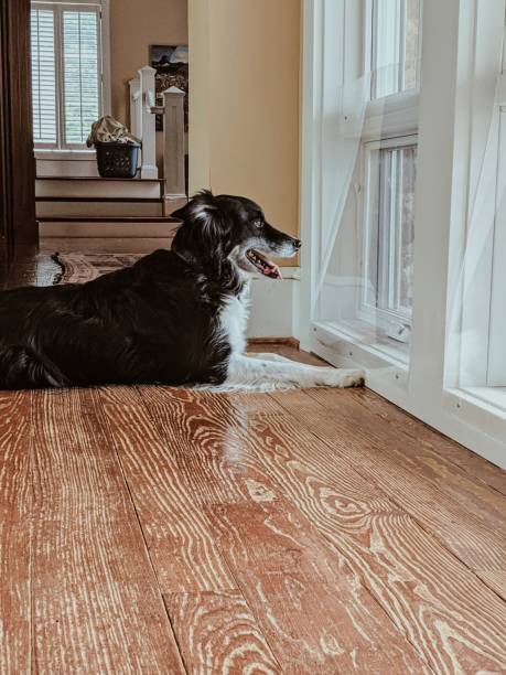 istock Border collie rescue staring out by the window 1255105431
