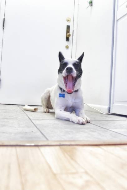 istock Mixed rescue dog smiling and snout out 1255105440