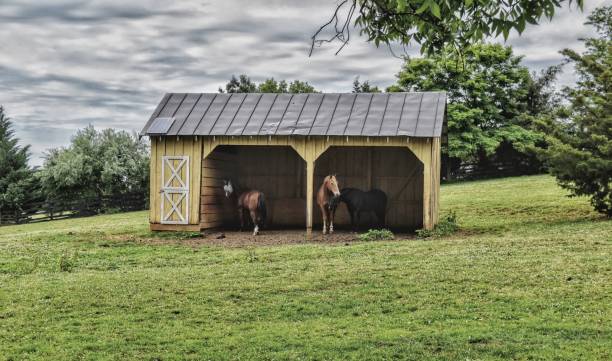 istock View of horses in barn stable 1255105445