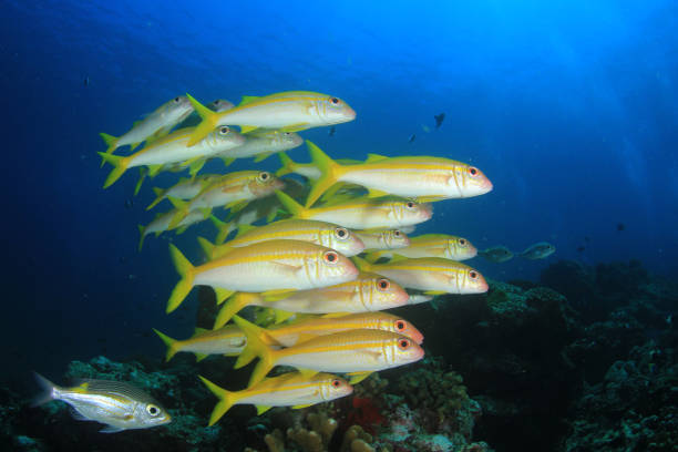 istock Fish school in ocean above coral reef 1255106090