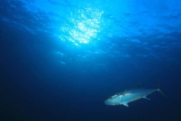 istock Sardines, mackerel and tuna underwater 1255106095