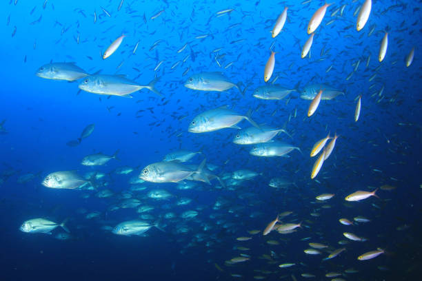 istock Sardines, mackerel and tuna underwater 1255106117