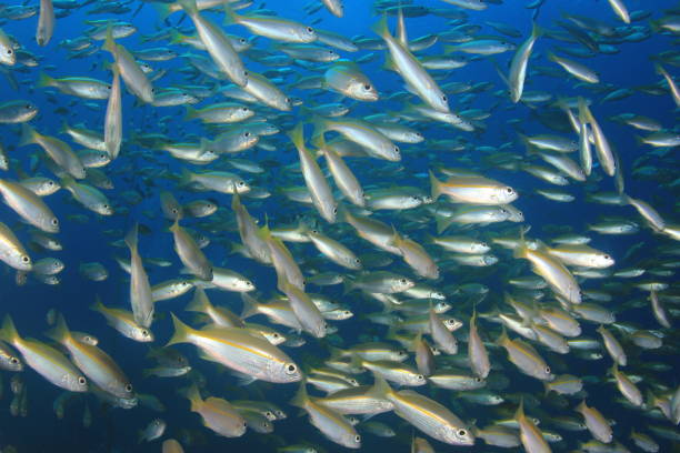 istock Fish school in ocean above coral reef 1255106140