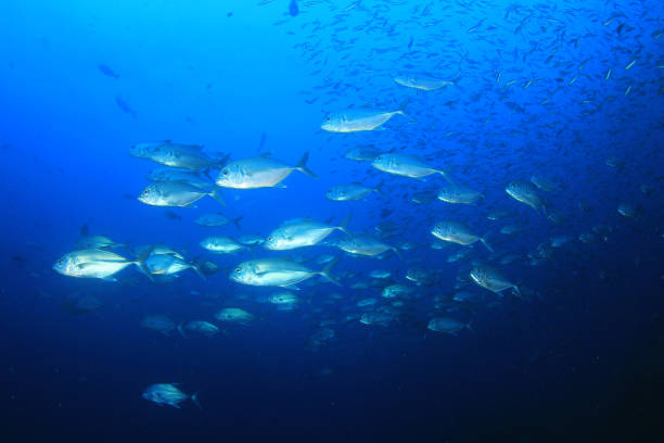istock Sardines, mackerel and tuna underwater 1255106143