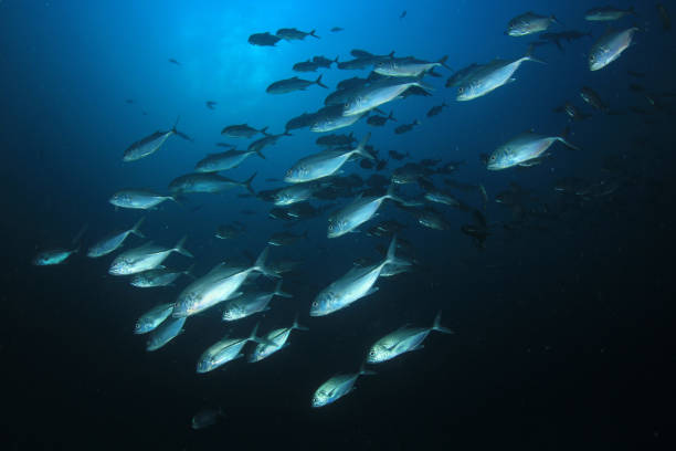 istock Sardines, mackerel and tuna underwater 1255106181