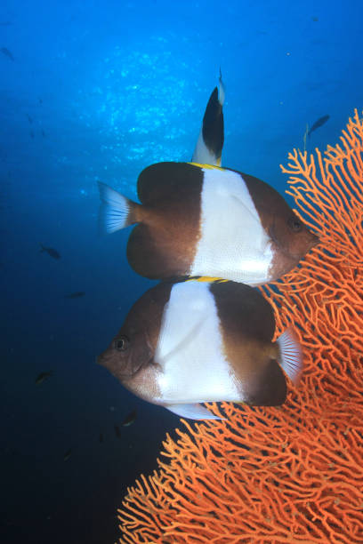 istock Fish school in ocean above coral reef 1255106273