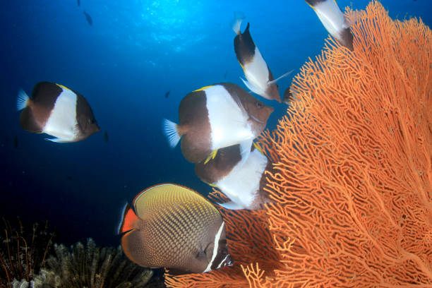 istock Fish school in ocean above coral reef 1255106293