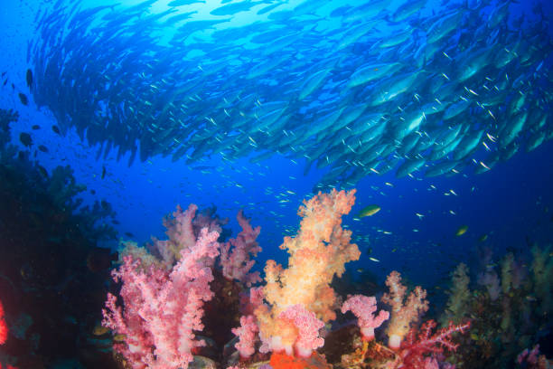 istock Fish school in ocean above coral reef 1255106359