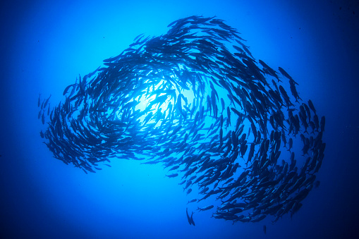 School of Bigeye Trevally fish (Jackfish) underwater photo in the Similan Islands, Thailand