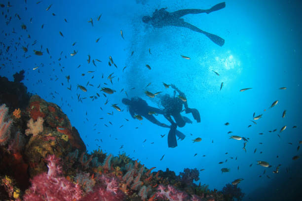 istock Scuba diving on coral reef with fish 1255108570