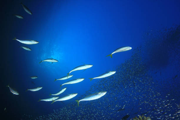 istock Sardines, mackerel and tuna underwater 1255108573