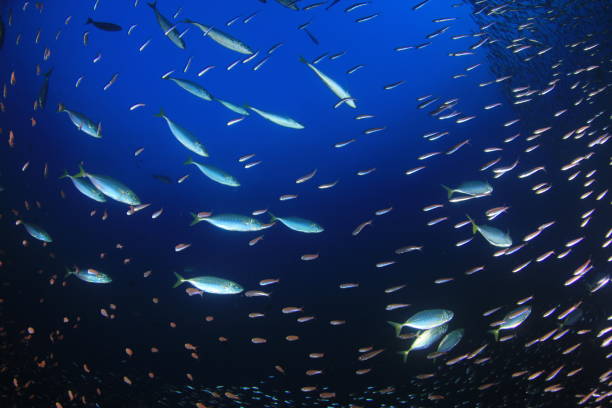 istock Sardines, mackerel and tuna underwater 1255108579