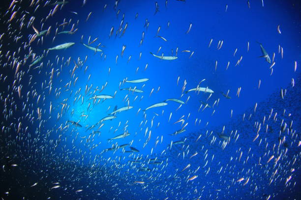 istock Sardines, mackerel and tuna underwater 1255108584