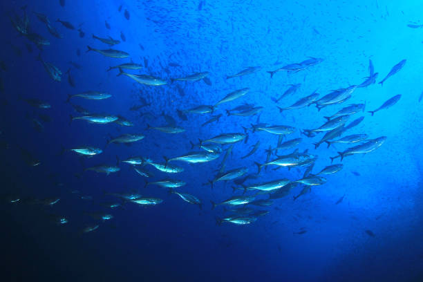 istock Sardines, mackerel and tuna underwater 1255108642