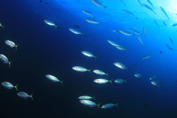 istock Sardines, mackerel and tuna underwater 1255108658