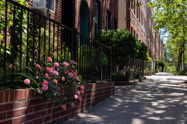 красивая розовая роза буш во время весны в саду вдоль тротуара в саннисайд квинс нью-йорк - sunnyside стоковые фото и изображения