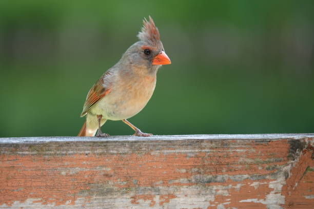 istock Northern cardinal (Cardinalis cardinalis) female on railing 1255113923
