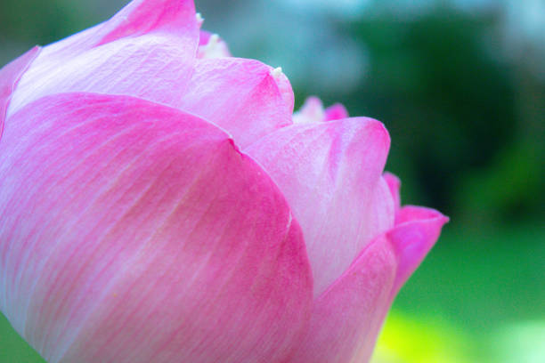 um lótus rosa de perto - lotus pink petal closed - fotografias e filmes do acervo