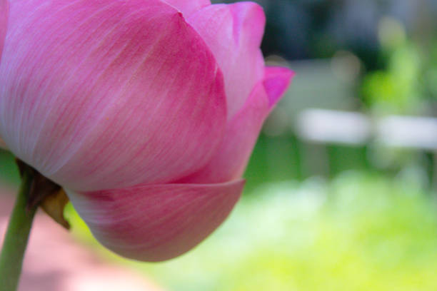 um lótus rosa de perto - lotus pink petal closed - fotografias e filmes do acervo