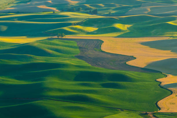 champ de blé palouse - washington state spokane farm crop photos et images de collection