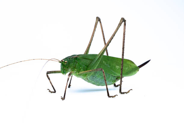istock Female green grasshopper. 1255116512