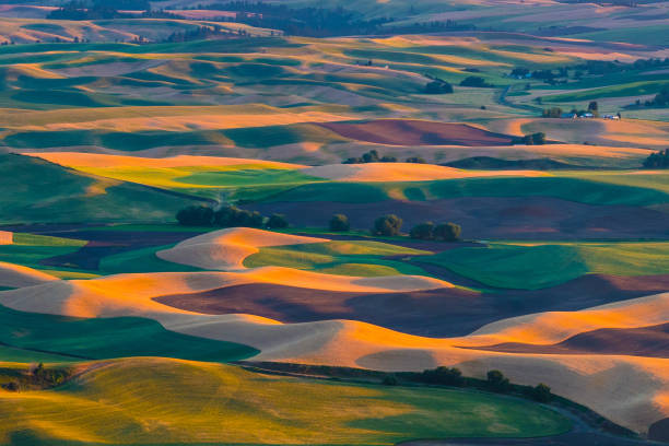 campo de trigo palouse - spokane fotografías e imágenes de stock