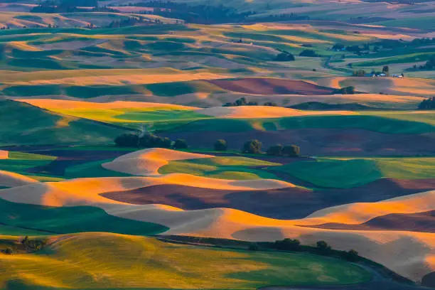 Sunset view of hills and wheat field in Palouse Region, Washington.