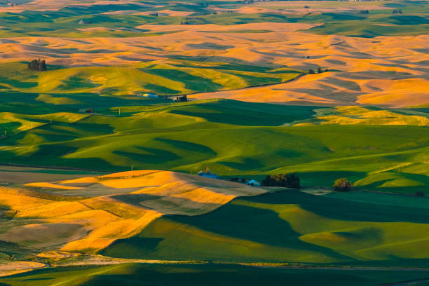 champ de blé palouse - washington state spokane farm crop photos et images de collection