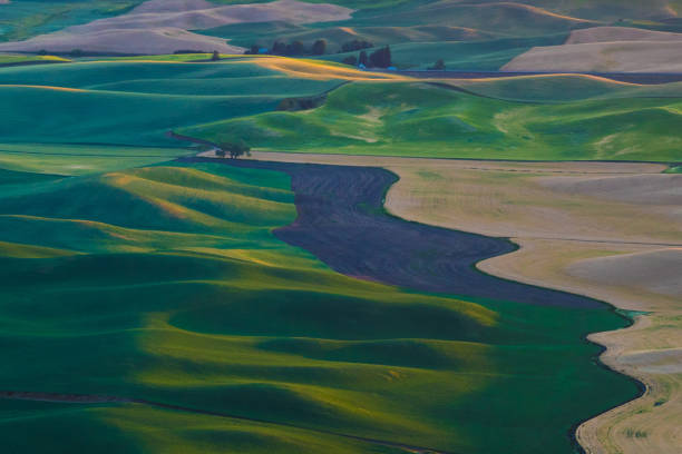 champ de blé palouse - washington state spokane farm crop photos et images de collection