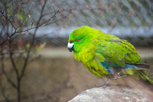 The New Zealand Parakeet has become endangered as a result of habitat destruction following human settlement and nest predation by introduced mammals. Scarce on the mainland, kākāriki have survived well on outlying islands.