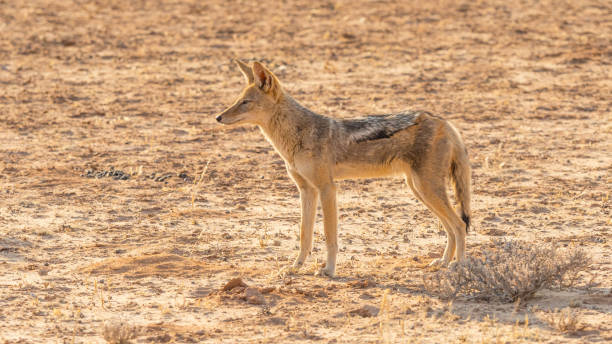 istock Black-Backed Jackal in the Kalahari 1255119343