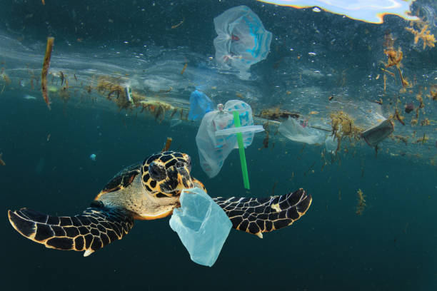 plastikverschmutzung und meeresschildkröte unter wasser - plastikmaterial stock-fotos und bilder