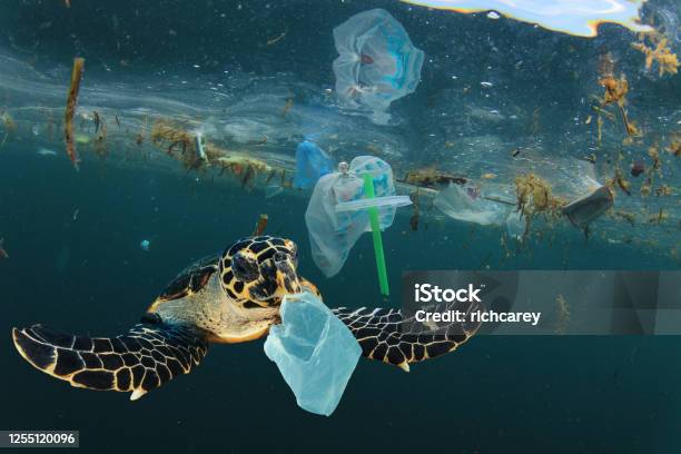 Plastik Kirliliği Ve Deniz Kaplumbağası Sualtı Stok Fotoğraflar & Deniz‘nin Daha Fazla Resimleri - Deniz, Plastik, Kirlilik