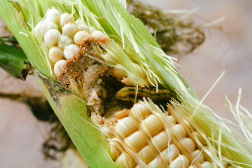 Earworm infestation of a corn cob