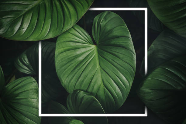 istock Close up tropical nature green leaf caladium with white frame abstract background. Tropical forest and travel adventure concept. 1255120870