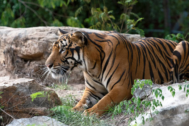 istock Photos of tiger naturally. 1255122734