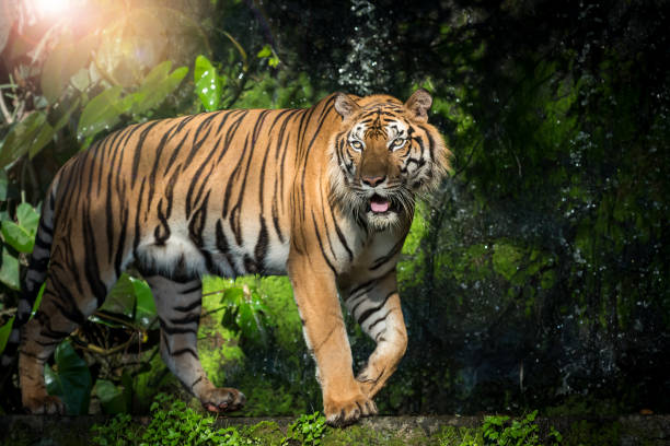 istock Photos of tiger naturally. 1255122751