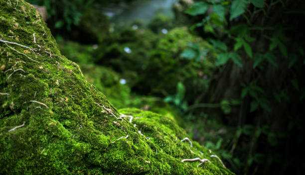 istock green moss on stone at rain forest 1255122863