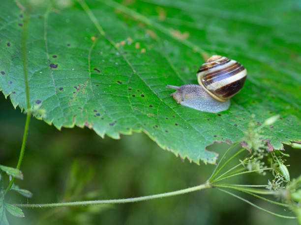 istock ribbon snail crawls over a green leaf after a rain shower 1255125764