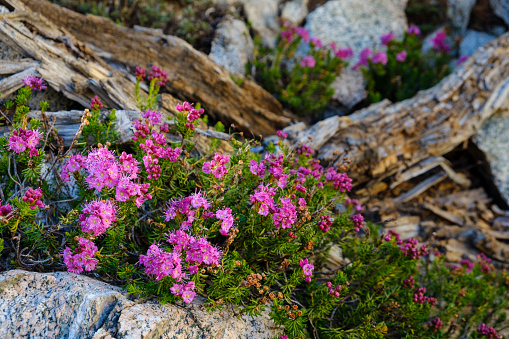 Wildflowers bloom on a rock near a weathered log in the John Muir Wilderness