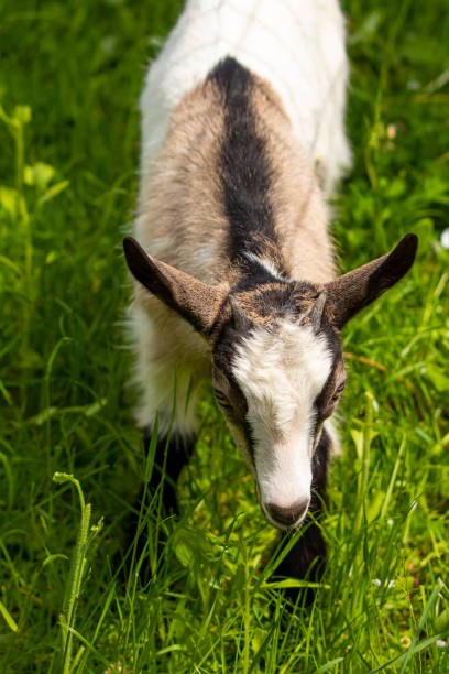 istock White - brown domestic goat on green field 1255126737