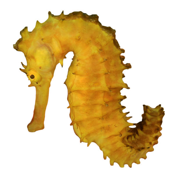istock Thorny Seahorse isolated on white 1255127537