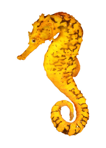 Tigertail Seahorse isolated on white Yellow Tigertail Sea Horse underwater photo cut out on a white background seahorse stock pictures, royalty-free photos & images