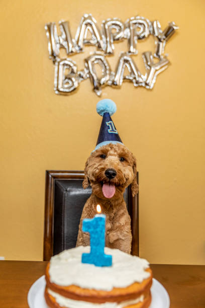 istock Goldendoodle Birthday Party 1255130115