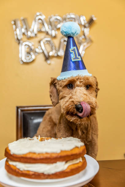 istock Goldendoodle Birthday Party 1255130117
