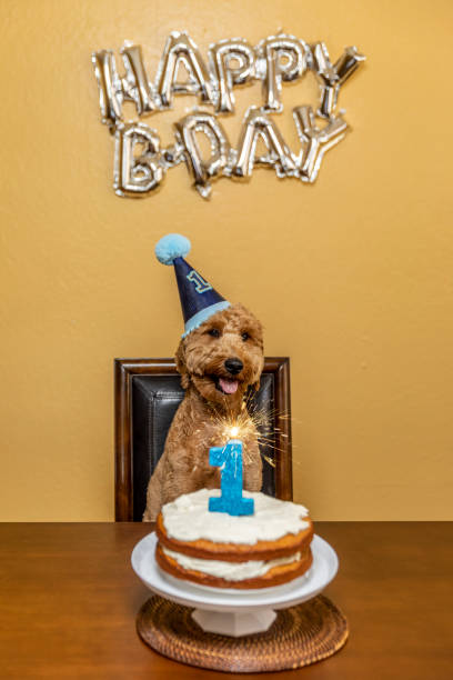 istock Goldendoodle Birthday Party 1255130123